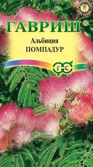 Комнатные Альбиция Помпадур Гавриш
