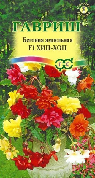 Комнатные Бегония Хип-Хоп Гавриш