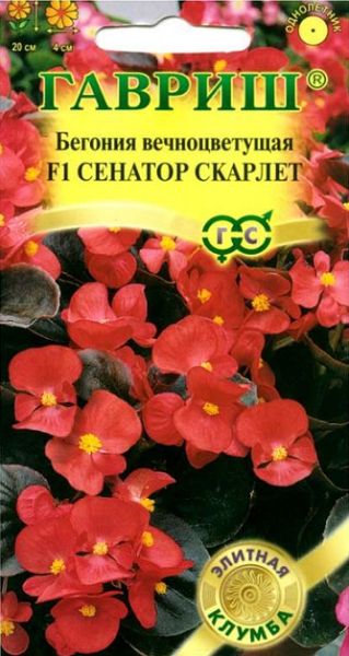Комнатные Бегония Сенатор Скарлет F1 Гавриш