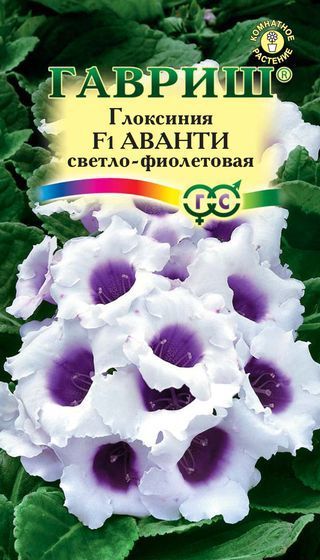 Комнатные Глоксиния Аванти светло-фиолетовая F1 гранул. Эксклюзив Гавриш
