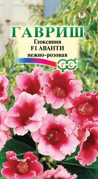 Комнатные Глоксиния Аванти нежно-розовая F1 Гранул. Эксклюзив Гавриш