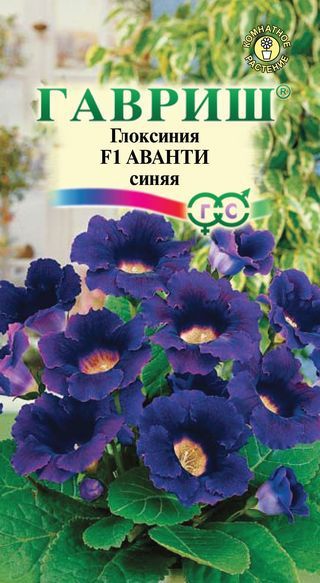 Комнатные Глоксиния Аванти синяя F1 Гранул. Эксклюзив Гавриш