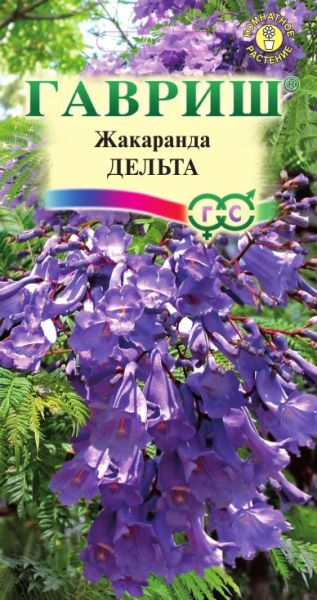 Комнатные Жакаранда Дельта Гавриш
