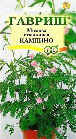Комнатные Мимоза Кампина Гавриш