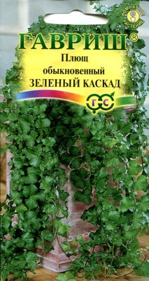 Комнатные Плющ Зеленый каскад Гавриш