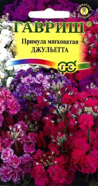 Комнатные Примула Джульетта Гавриш