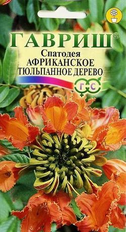 Комнатные Спатодея Африканское тюльпанное дерево Гавриш