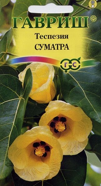 Комнатные Теспезия Суматра Гавриш