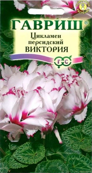 Комнатные Цикламен Виктория персидский Гавриш
