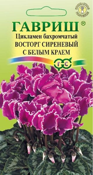 Комнатные Цикламен махровый Восторг сиреневый с белым краем Элитная клумба Гавриш