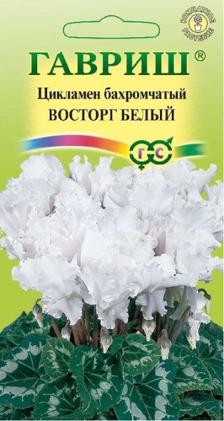 Комнатные Цикламен махровый Восторг белый Гавриш