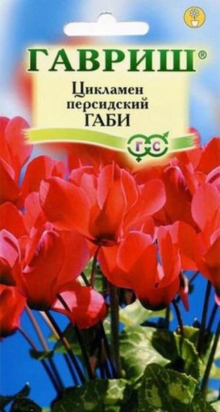 Комнатные Цикламен Габи персидский Гавриш