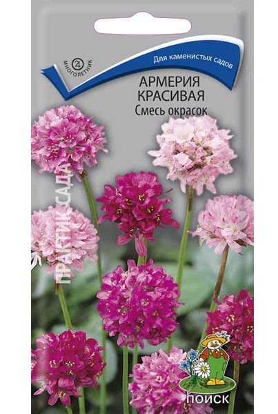 Многолетник Армерия красивая Смесь окрасок ЦВ Поиск