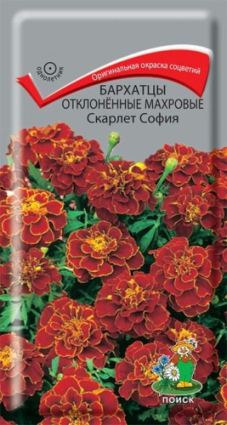 Однолетник Бархатцы Скарлет София ЦВ Поиск