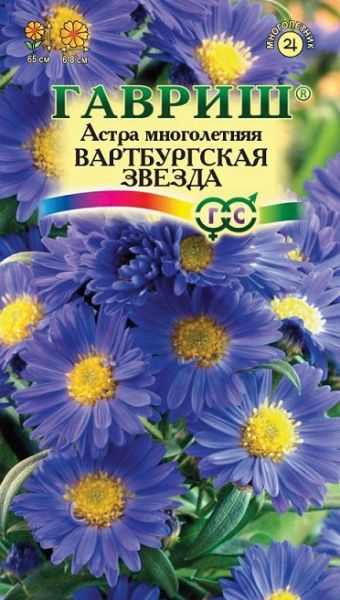 Многолетник Астра Вартбургская звезда Гавриш