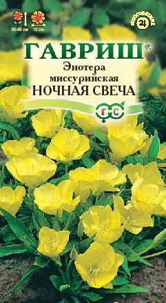 Многолетник Энотера Миссурийская Ночная Свеча Гавриш