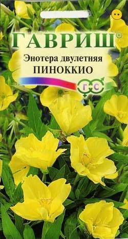 Двулетник Энотера двулетняя Пиноккио Гавриш