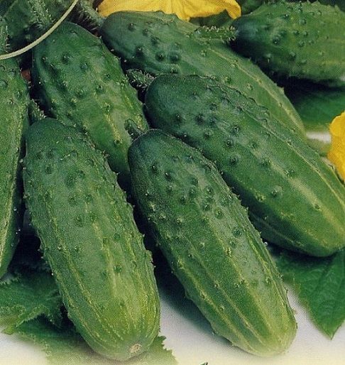 Огурец ФЕНИКС Гавриш