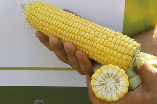 Кукуруза СПИРИТ F1 / SPIRIT F1 Syngenta