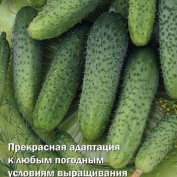 Огурец НОВАТОР F1 Поиск
