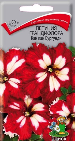 Однолетник Петуния грандифлора Кан кан Бургунди ЦВ Поиск