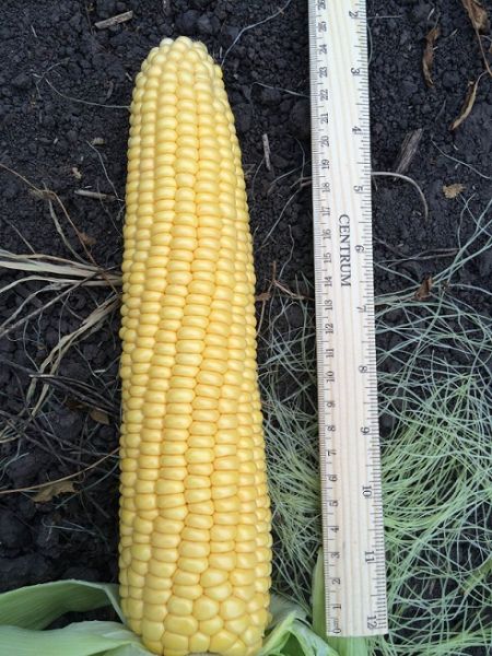 Кукуруза АНДЖЕЙ F1 / ANGEY F1 Soto Seeds