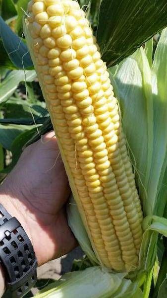 Кукуруза ДИЛАН F1 / DILAN F1 Soto Seeds