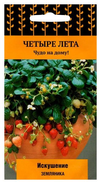 Земляника ИСКУШЕНИЕ Четыре лета ЦВ Поиск
