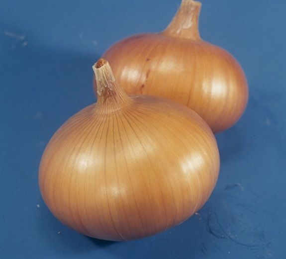Лук Озимый СЕНШУЙ ЙЕЛЛОУ F1 Takii Seeds
