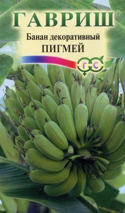 Банан декоративный ПИГМЕЙ Гавриш