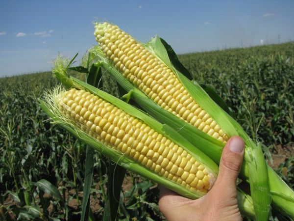 Кукуруза СВИТ СИРИУС F1 / SWEET SIRIUS F1 Agri Saaten