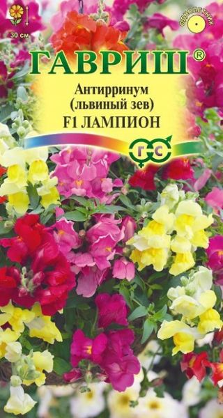 Однолетник Львиный зев Лампион Гавриш