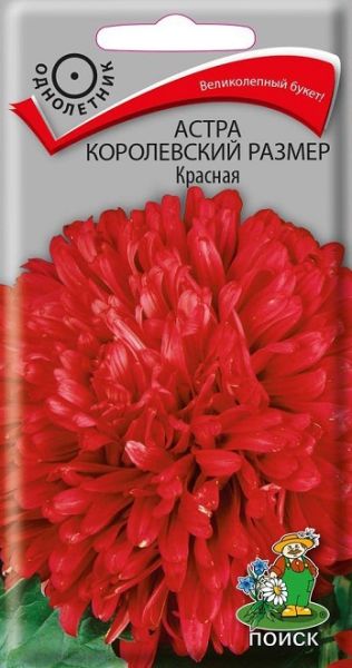 Однолетник Астра королевский размер Красная ЦВ Поиск