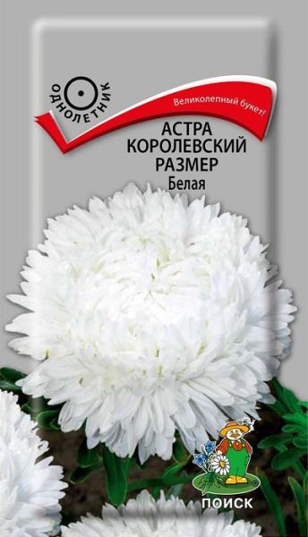 Однолетник Астра королевский размер Белая ЦВ Поиск