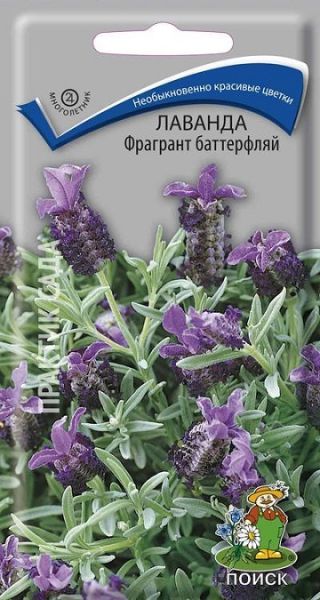 Многолетник Лаванда Фрагрант баттерфляй ЦВ Поиск