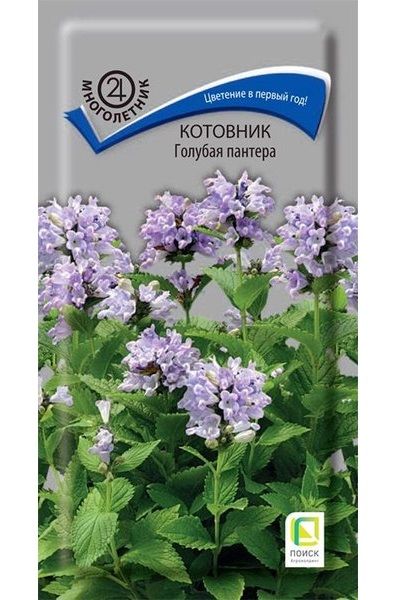 Многолетник Котовник Голубая пантера ЦВ Поиск