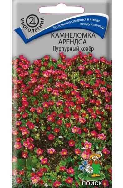 Многолетник Камнеломка Арендса Пурпурный ковер ЦВ Поиск