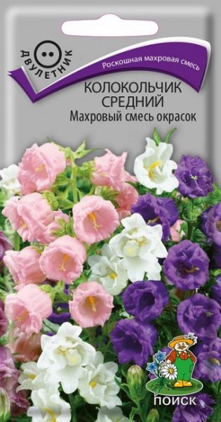 Двулетник Колокольчик средний Махровый смесь Поиск