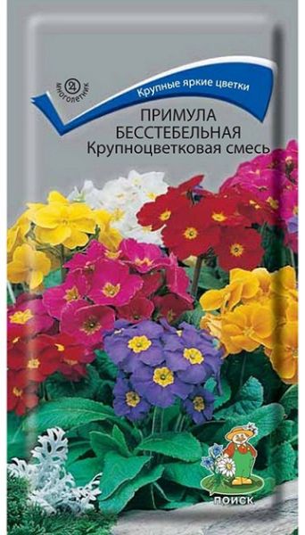 Многолетник Примула бесстебельная Крупноцветковая смесь ЦВ Поиск