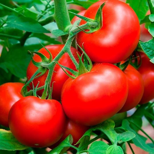Томат ВОЛГОГРАДСКИЙ 5/95 Поиск