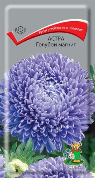 Однолетник Астра Голубой магнит ЦВ Поиск