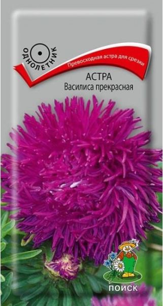 Однолетник Астра Василиса прекрасная ЦВ Поиск