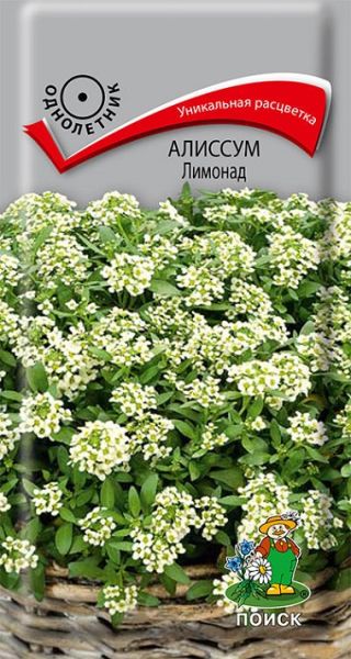 Однолетник Алиссум Лимонад ЦВ Поиск