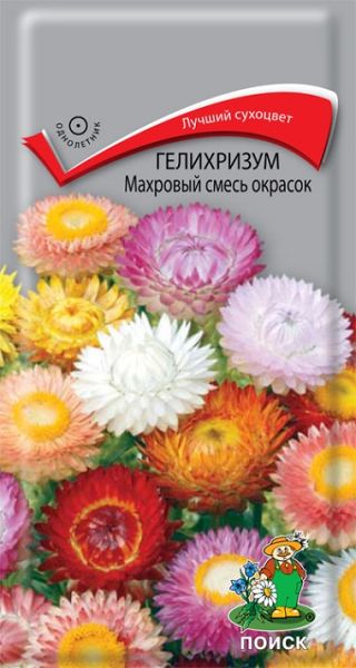 Однолетник Гелихризум Махровый смесь окрасок ЦВ Поиск