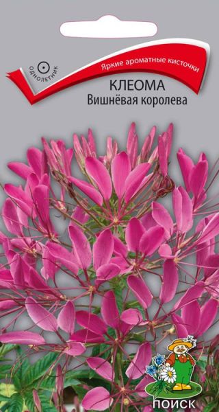 Однолетник Клеома Вишнёвая королева ЦВ Поиск