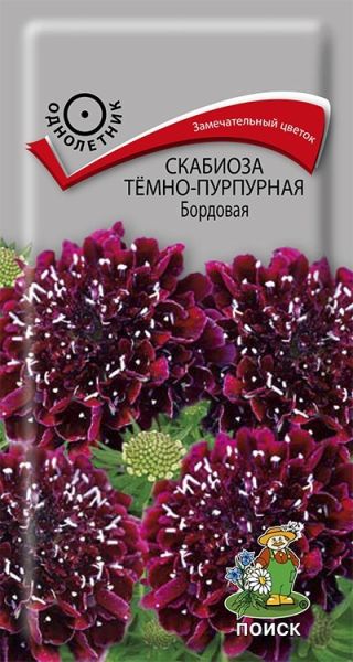 Однолетник Скабиоза темно-пурпурная Бордовая ЦВ Поиск