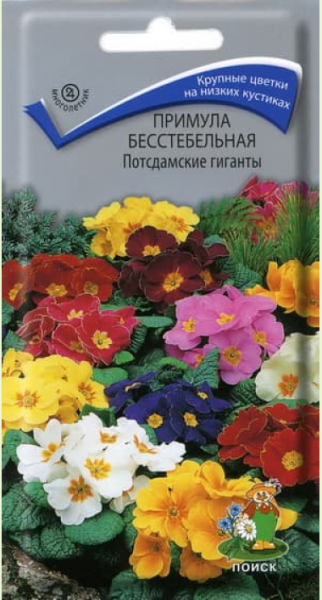 Многолетник Примула бесстебельная Потсдамские гиганты ЦВ Поиск
