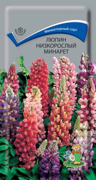 Многолетник Люпин низкорослый Минарет ЦВ Поиск