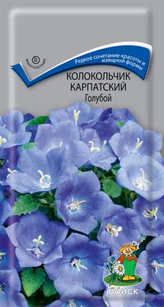 Многолетник Колокольчик карпатский Голубой ЦВ Поиск