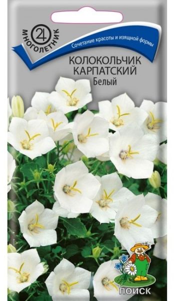 Многолетник Колокольчик карпатский Белый ЦВ Поиск